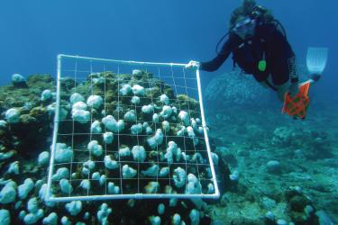 coraldiver_noaaUSVI.jpg