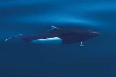 Aerial view of black porpoise with white patch near the tail
