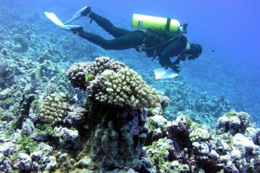 Diver.jpg
