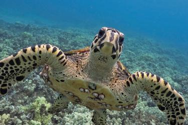 1200x900-hawaiian-hawksbill-mcleish