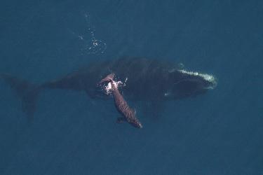 DragonCalfWildlifeTrust020808.jpg