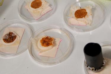 Set of petri dishes filled with drying plankton. 
