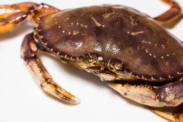 dungenesscrabcloseup.photocredit.BenDrummond.NOAA NWFSC.jpg