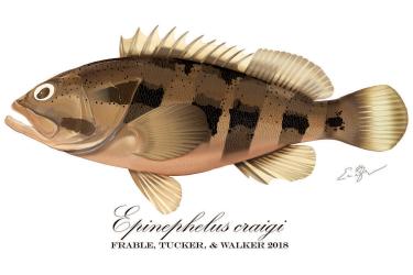 E_craigii_final_750x500.jpg