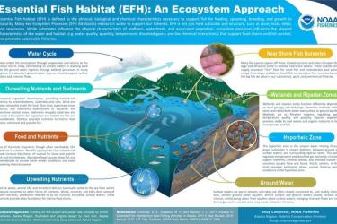 poster titled "Essential Fish Habitat: An Ecosystem Approach"