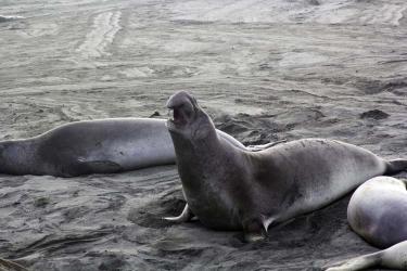 elephant_seal.jpg