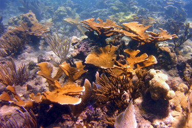 elkhorn_puerto rico_750 x 500.png