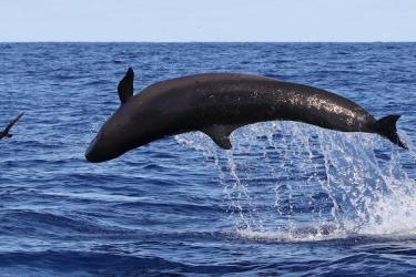 false_killer_whales_rotator.jpg