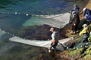 Figure-1-Beach_seining_MRL_188.jpg