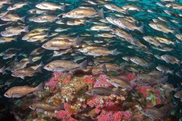 fish_header.jpg