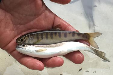 Fish Migration Clackamas Hydropower Webstory 4 3x2.jpg