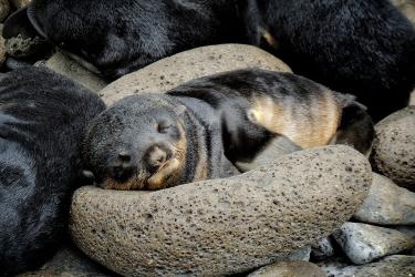 Baby seal sleeping on rocks