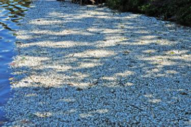 fwh-reported-fish-kills.jpg