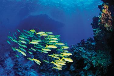 goatfishlagoonpatchreef.jpg