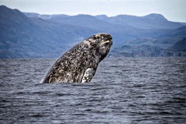 gray-whale-gray whaleretouched-altered.jpg