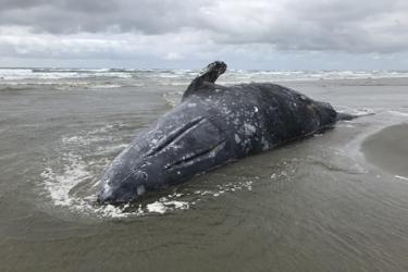 Gray whale stranded on a beach