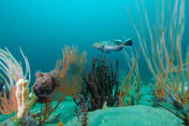 grays-reef-seabass.jpg
