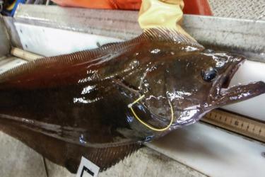 Large wet brown fish being held on near a ruler for measuring 
