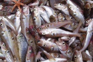 Collection of young haddock and a starfish. 