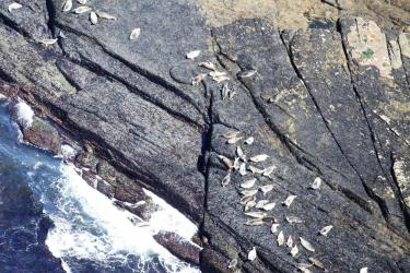 Harbor seals on the rocks as seen from the aerial survey plane.