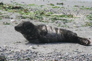 Harbor Seal.jpg