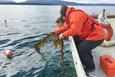 harvesting-kelp-ak.jpg