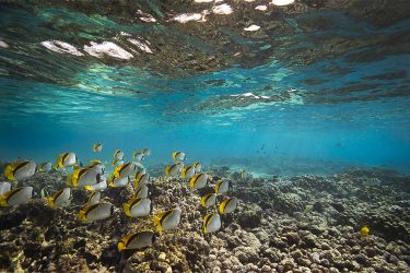 hawaii-corals-750x500-credit Christine Shepard.png