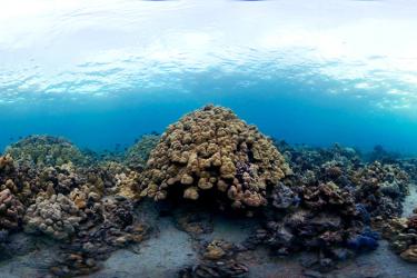 healthy-coral-reef-ecosystem-west-hawaii-800x467.jpg