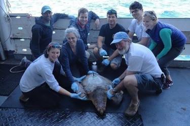 Tagging team with tagged turtle on deck.