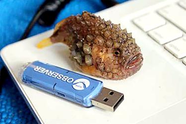 Herbert-the-SpinyLumpsucker.jpg
