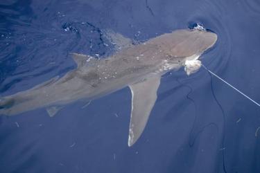 hooked_sharks01.jpg