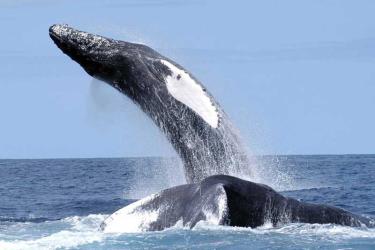 humpback_nefsc.jpg