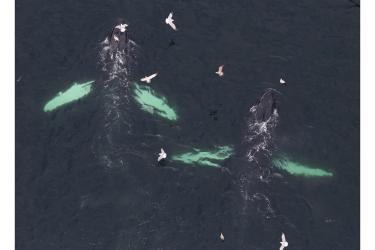 Humpback whales and seabirds as seen from above. 