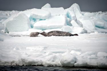 Seal with tracker touches noses with a pup