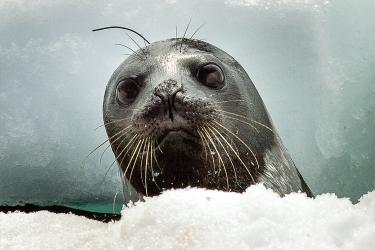 Ice Seal poking head out of water 