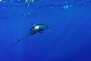 image_swordfish_Shutterstock_464482394_JoeFishFlynn.jpg