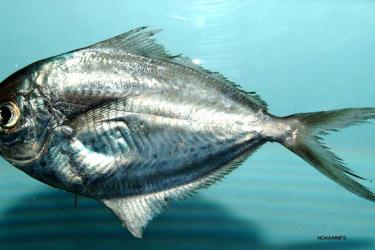 img01_butterfish.jpg