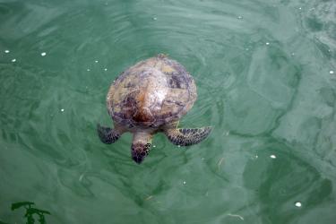Sea turtle in green water.