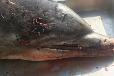 Impaled Dolphin_2019_Photo credit FWC.jpg