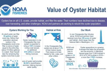 Infographic describing the value of restored oyster habitat in the Chesapeake Bay