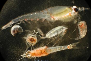 Close up view of zooplankton