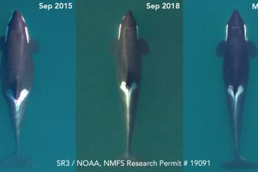 J17 arial SR3 NOAA NMFS Research Permit 19091.jpg