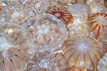 Group of jellyfish with orange stripes