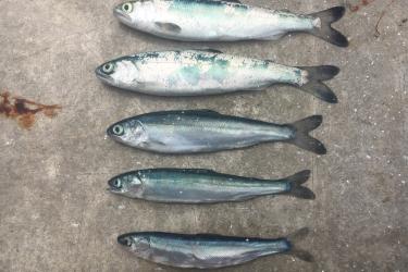 Four juvenile fish against a concrete background 