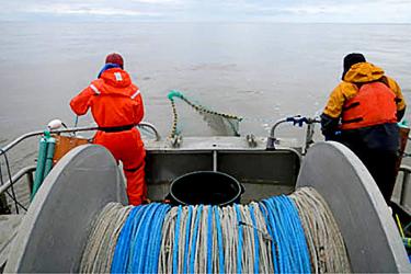 Juvenile_Chinook-retrieving-net2.jpg