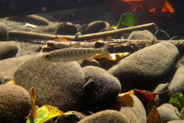 Juvenile Chinook