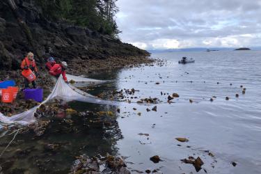 People in orange jackets bringing in a net from the water