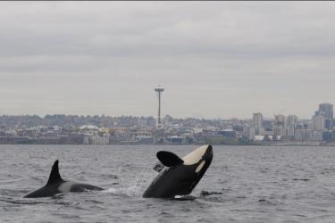 Southern Resident killer whales swimming in Puget Sound along Seattle's waterfront