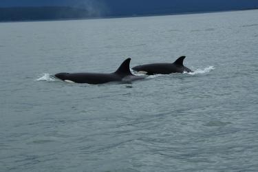 A pair of killer whales at sea