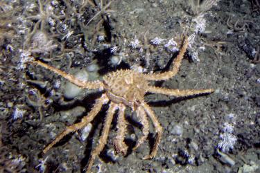 King Crab_JHeifetz- Retouched.jpg